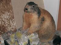 Slovakia-wide specialized museum focused on nature protection and speleology in Slovakia. It includes the following permanent expositions: Protected Nature, Minerals - Their Occurrence, Utilisation, Protection, Karst and Caves of Slovakia.